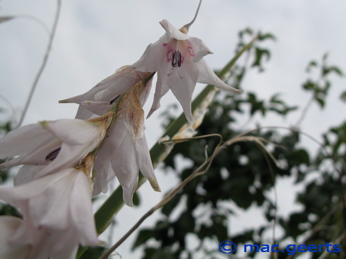 Dierama Snowbells